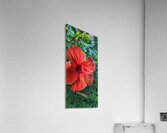 Flowering Acrylic Print
