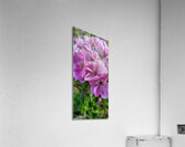 Purple flowers Acrylic Print