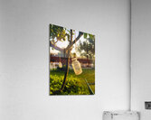 celebration Acrylic Print