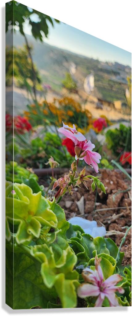 love flowers Canvas Print