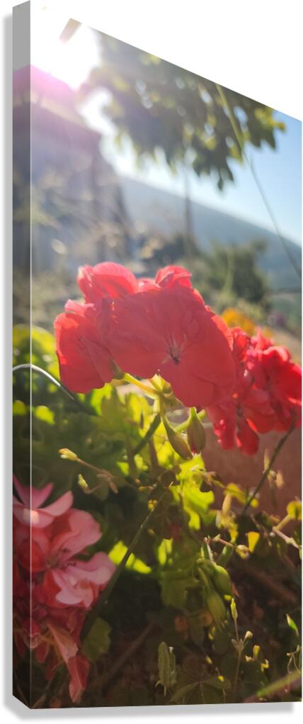 my red flower Canvas Print
