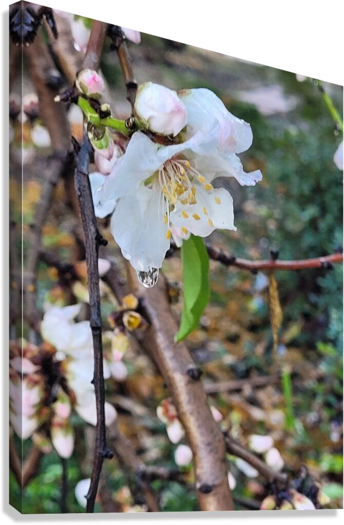  Almond blossoms Canvas Print