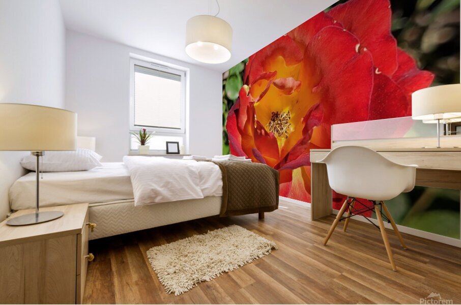pure pink Mural print