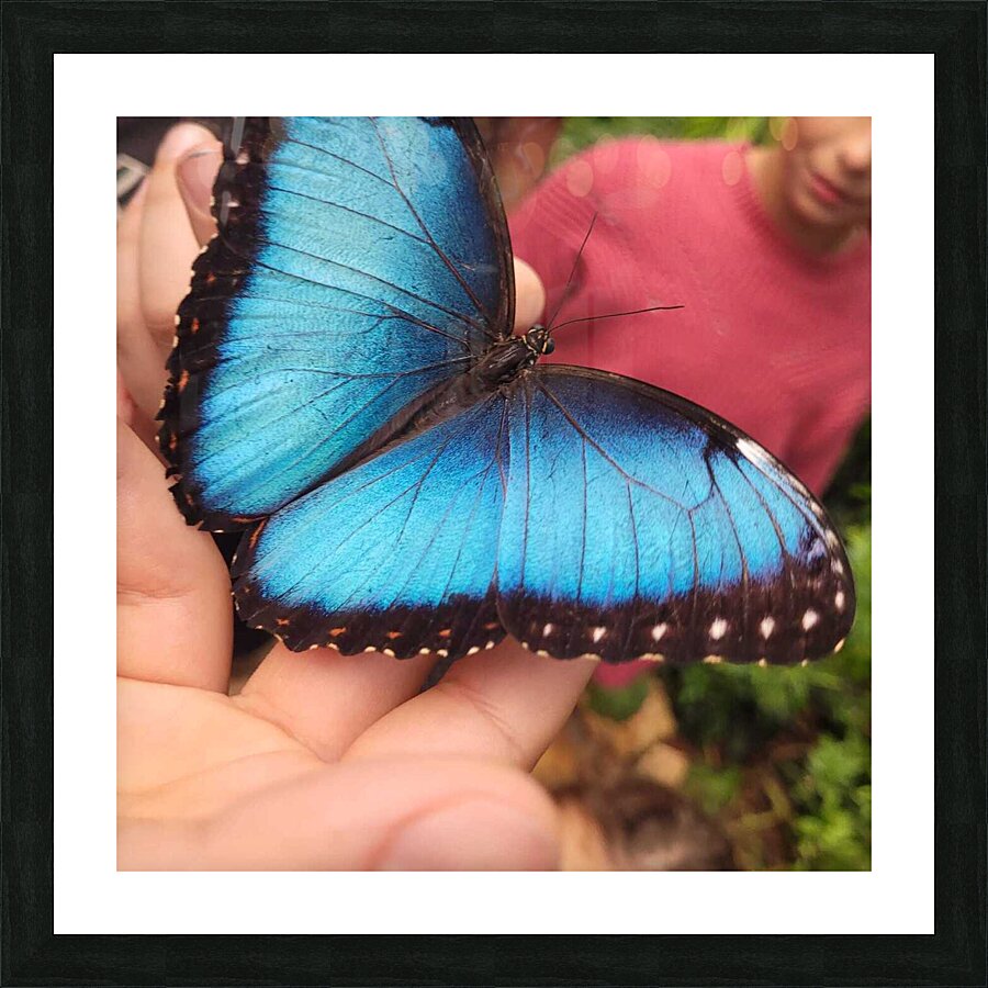 Butterfly Picture Frame print