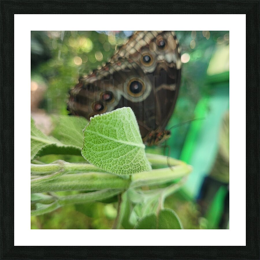 The magic butterfly Picture Frame print