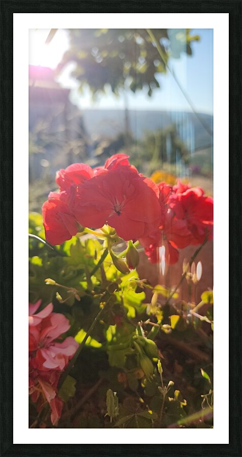 my red flower Picture Frame print