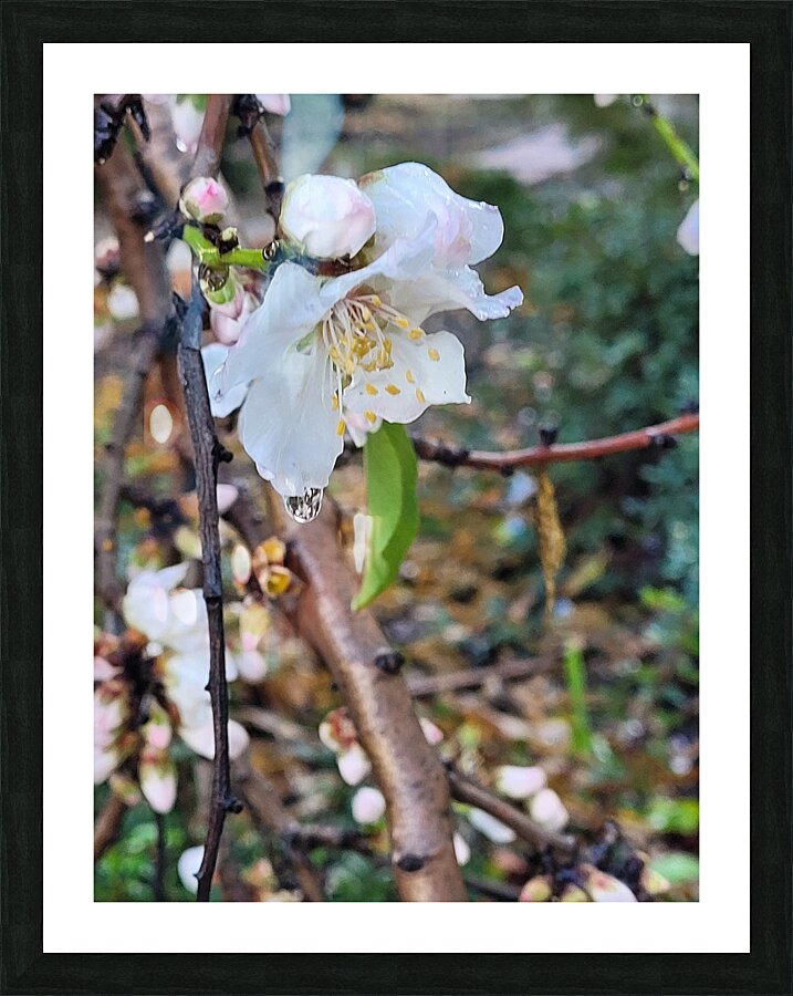 Almond blossoms Picture Frame print