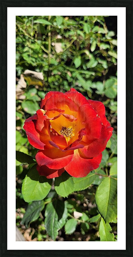 pure pink Picture Frame print