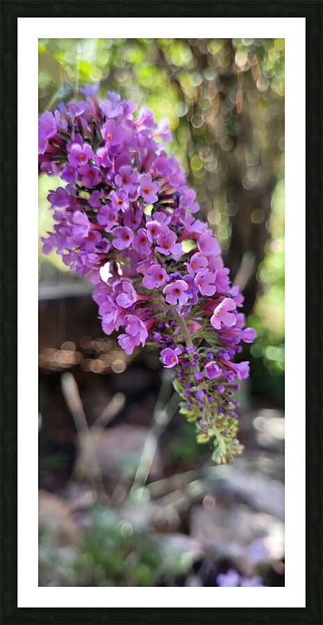 lilac Picture Frame print