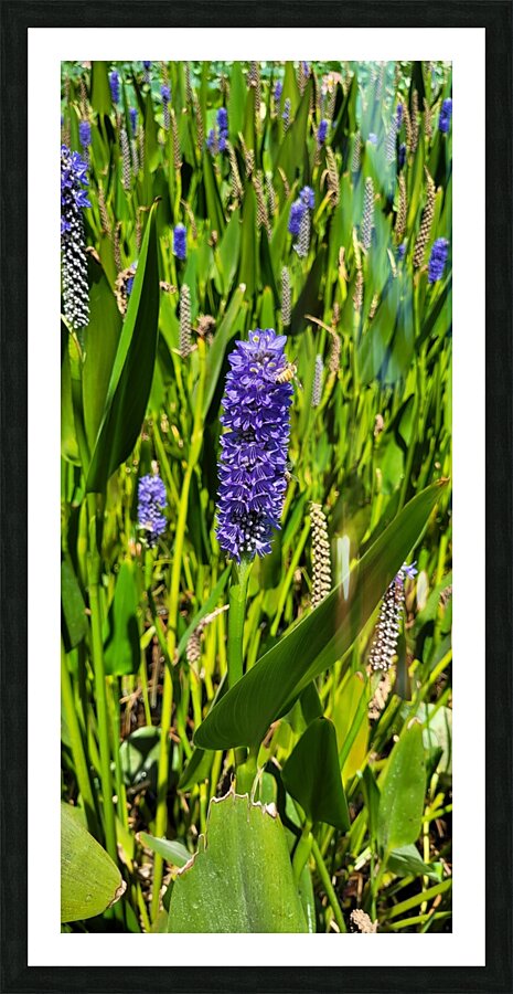 wild field Picture Frame print
