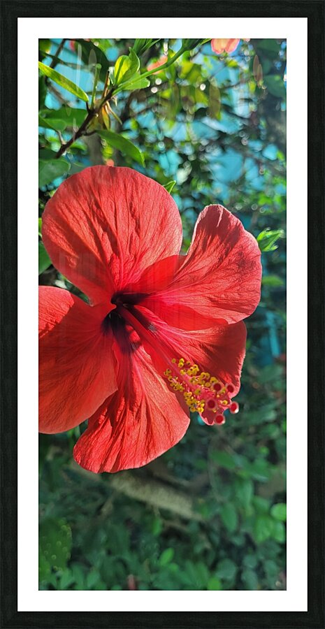 Flowering Picture Frame print