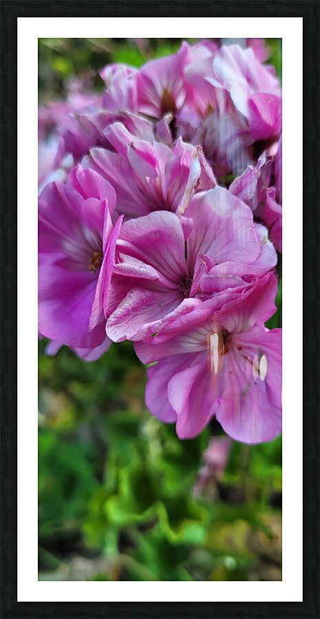 Purple flowers Picture Frame print