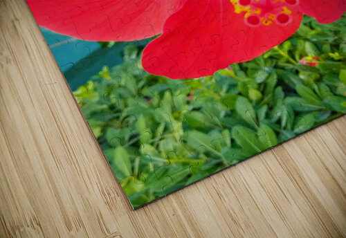 The flower effect Or puzzle