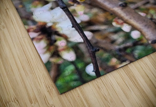  Almond blossoms Or puzzle