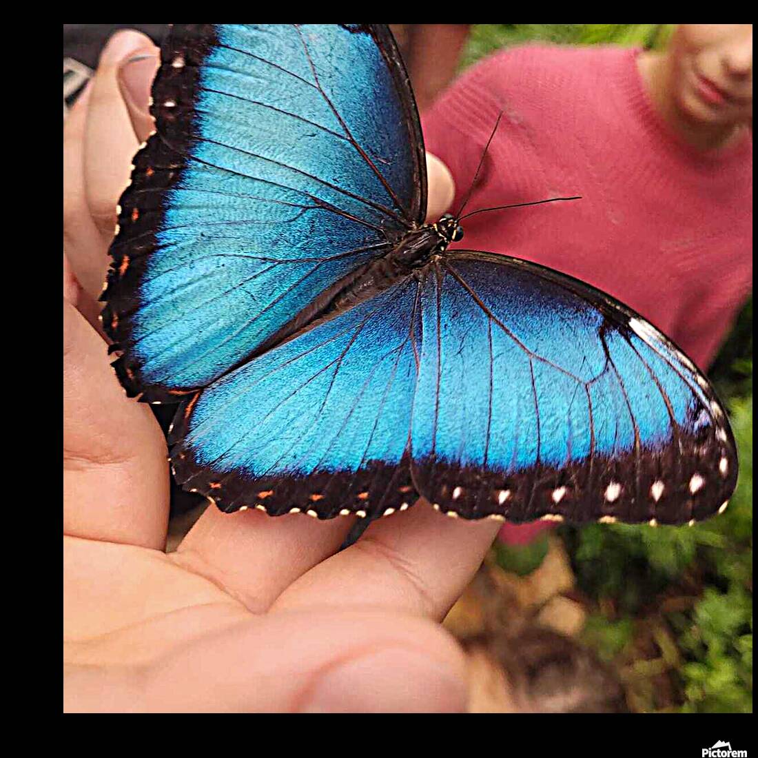 Butterfly Reproduction