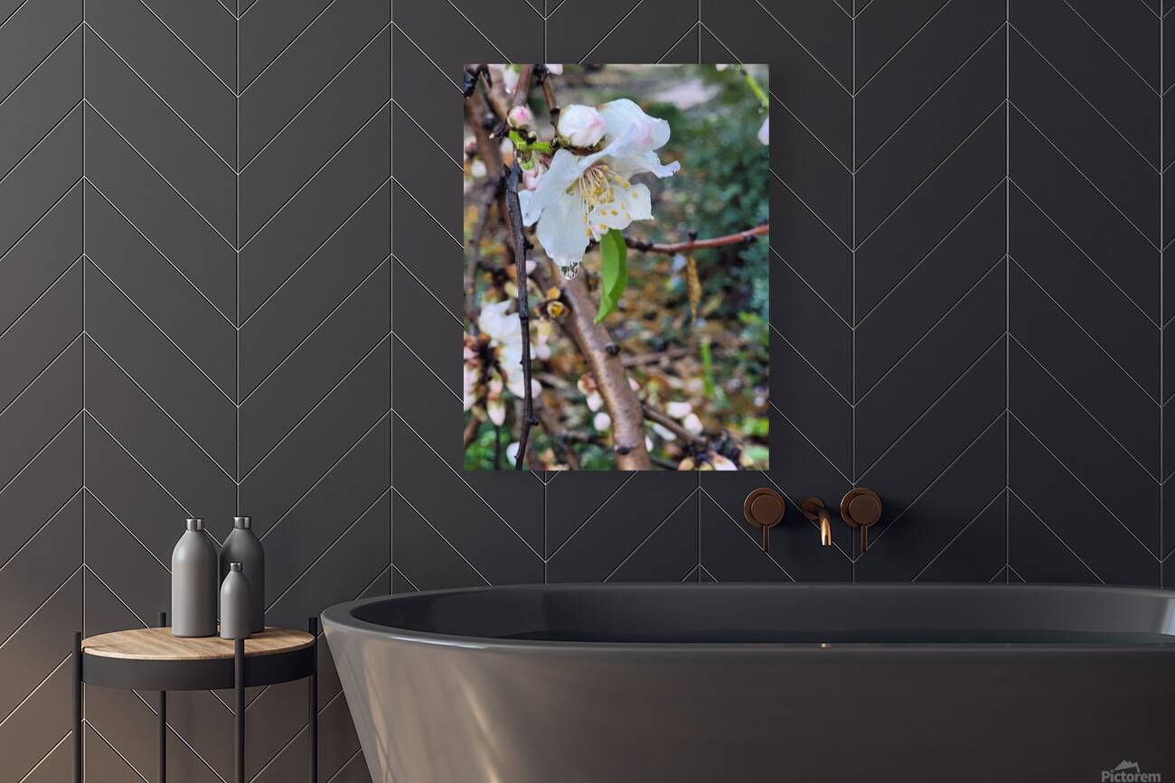  Almond blossoms Reproduction