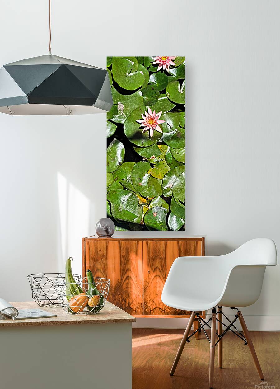 Sea flowers Reproduction