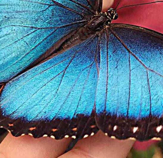 Butterfly by Or