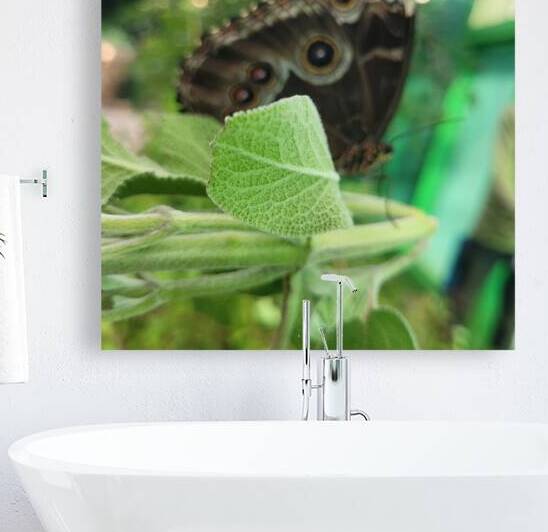 The magic butterfly by Or