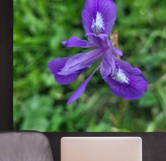 the flower in my garden by Or