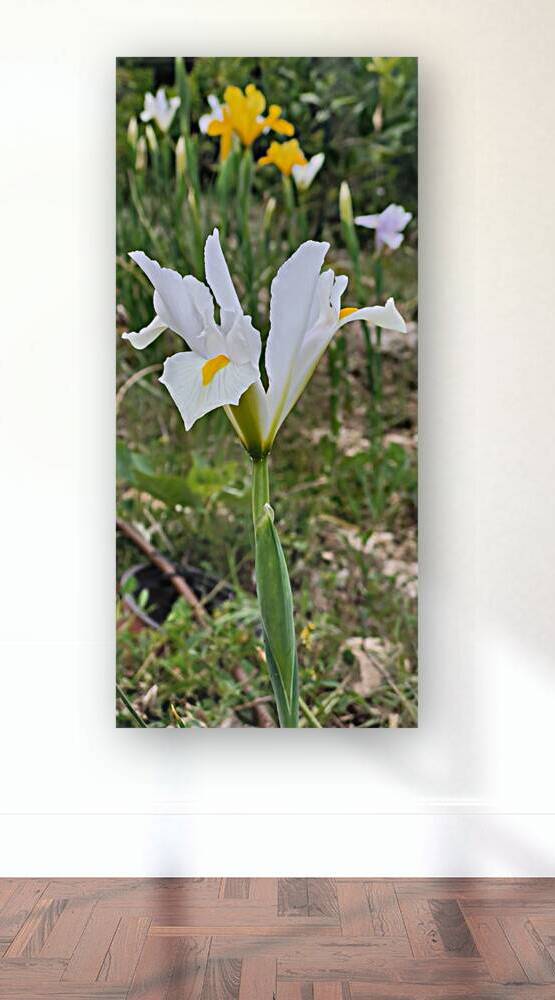 A white flower as a bride by Or