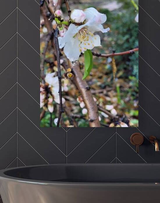  Almond blossoms by Or