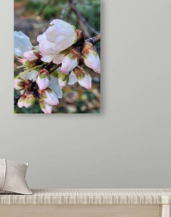 The blooming season by Or