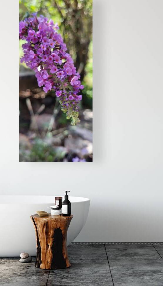 lilac by Or