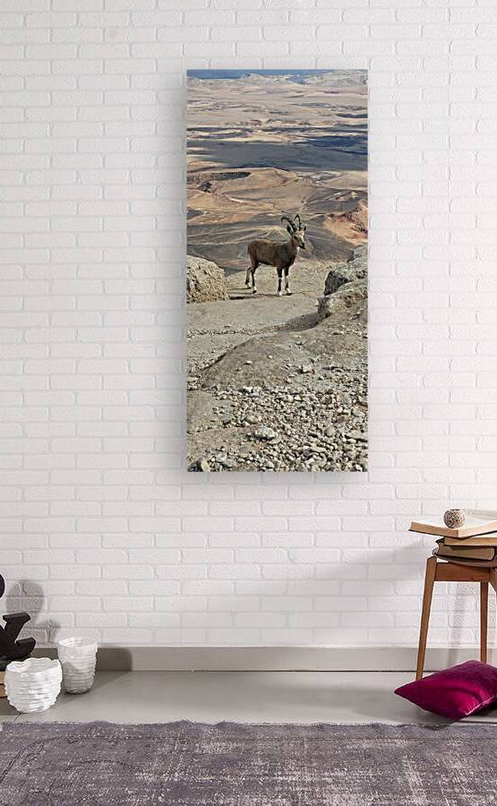 Reindeer in the desert by Or