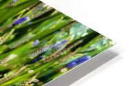 wild field HD Metal print