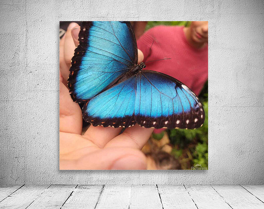 Butterfly Wall Preview