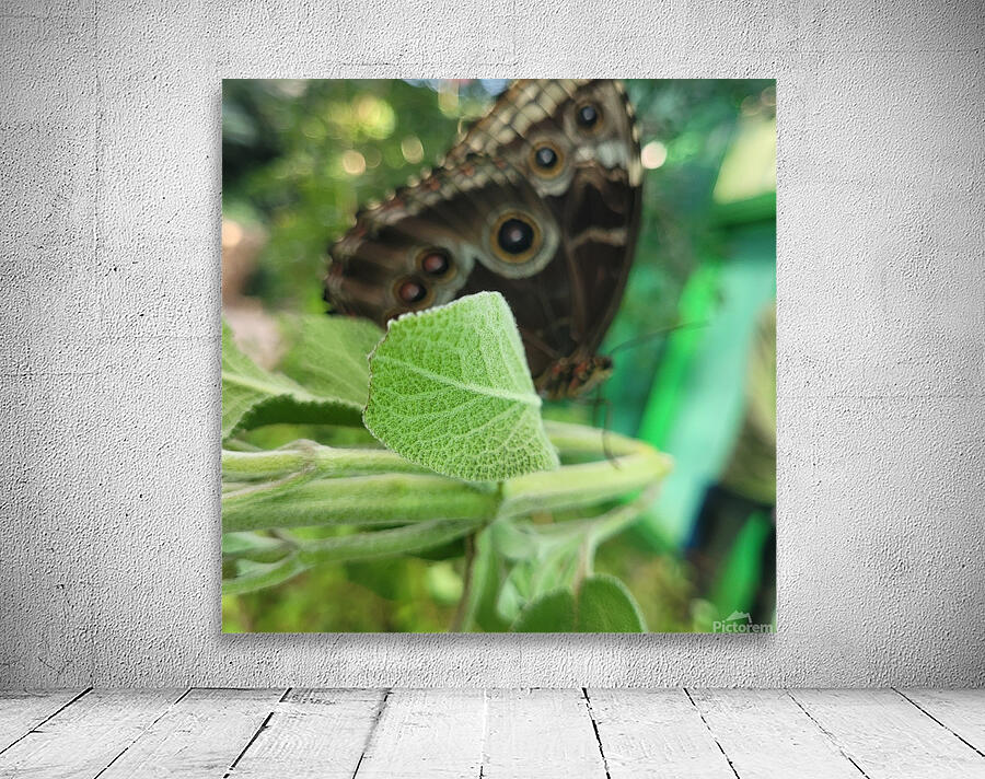 The magic butterfly Wall Preview