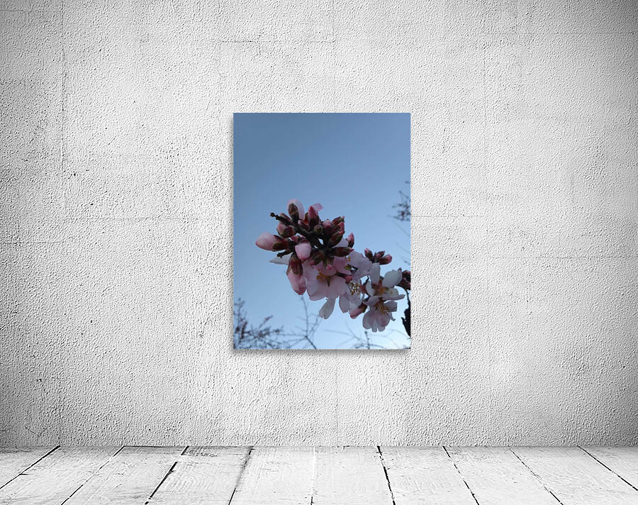 almonds Wall Preview