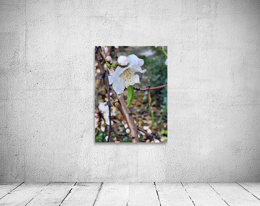  Almond blossoms Wall Preview