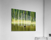 Summer Dip Acrylic Print