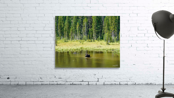 Summer Dip Wall Preview