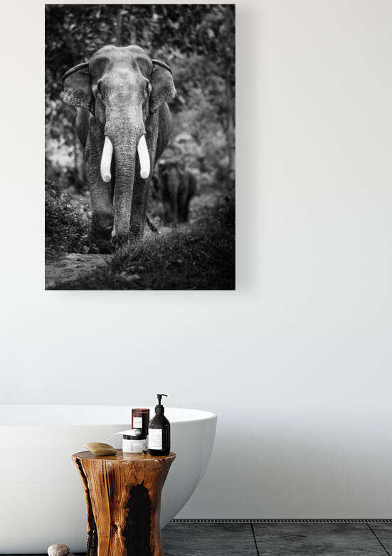 The Last Elephant of Laos by Regis Binard