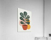 Fiddle Leaf Fig Print 1 Acrylic Print