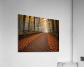  Tranquil Forest Path – Atmospheric Nature Wall Art 68 Acrylic Print