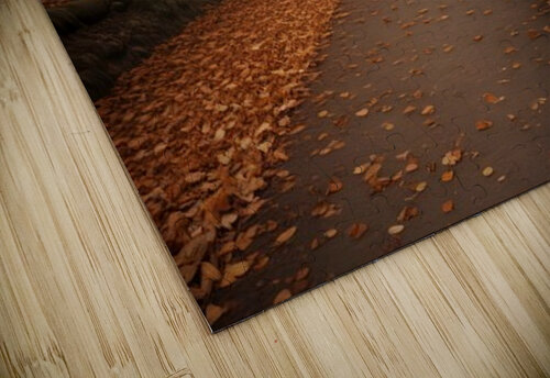  Tranquil Forest Path – Atmospheric Nature Wall Art 68 Aura Gallery puzzle