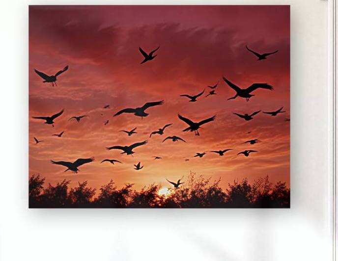Golden Horizon – Sunsets & Sunrises Wall Art Collection 1 by Aura Gallery