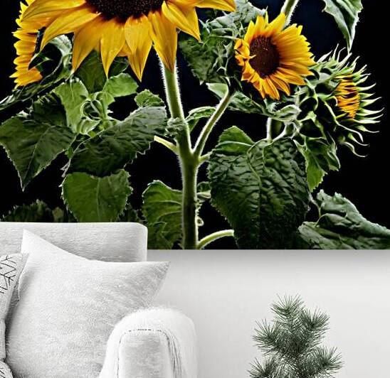  Artistic Botanical Flower Collection – Rose Sunflower and Yellow Bloom Illustrations 24 by Aura Gallery