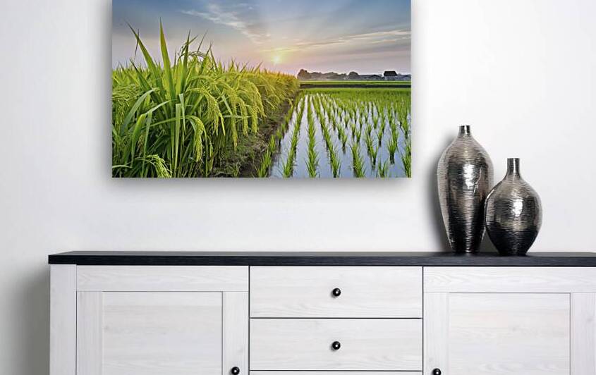 A stunning serene landscape of paddy fields 2 by Gabriela Ghita
