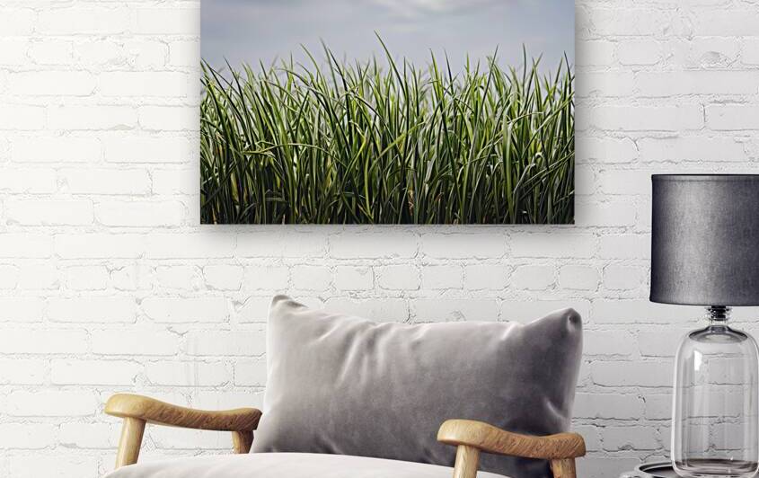 a lush green grass texture 1 by Gabriela Ghita