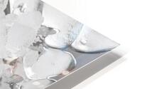 A pristine raw oyster shell positioned perfectly HD Metal print