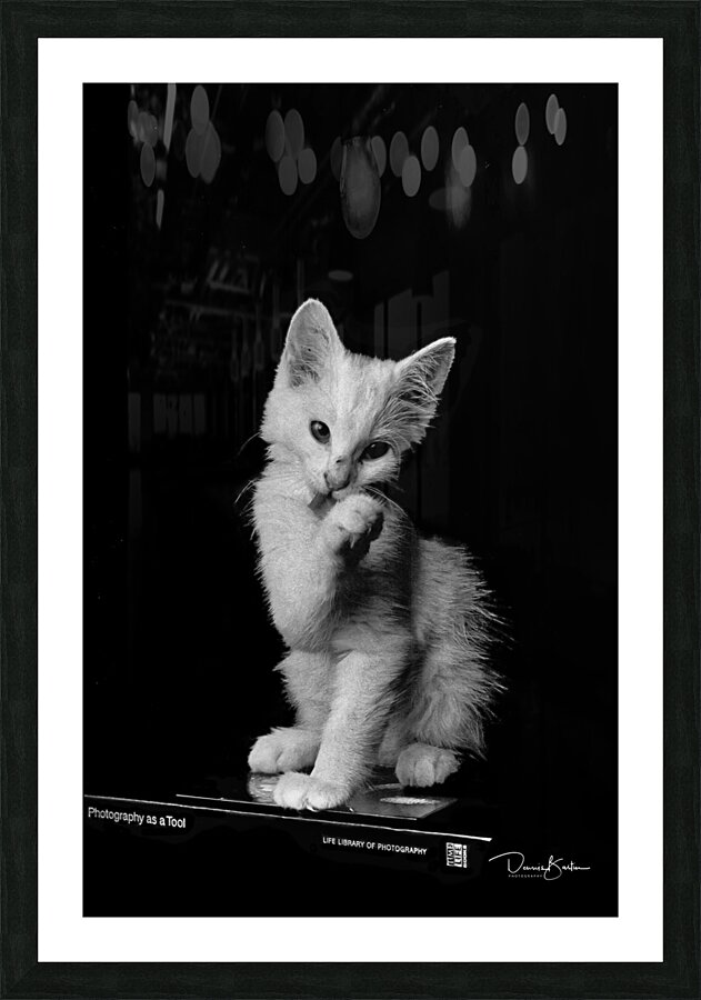 Cat BW Scan Picture Frame print