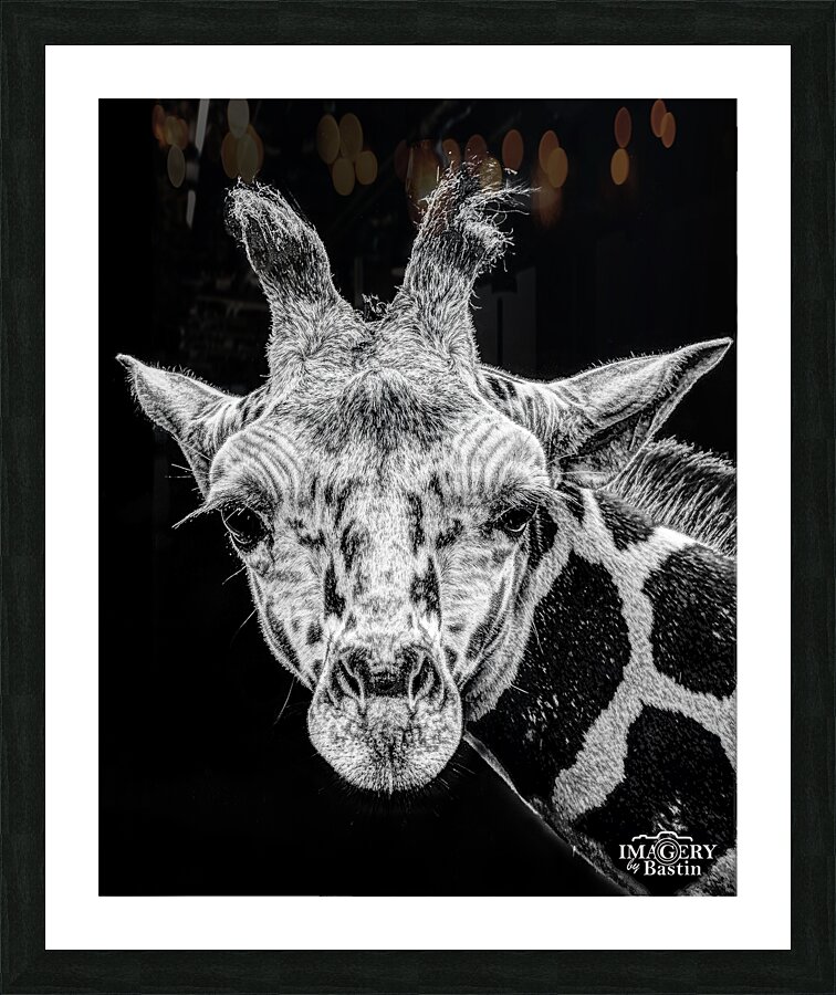 Giraffe BW Portrait  Picture Frame print