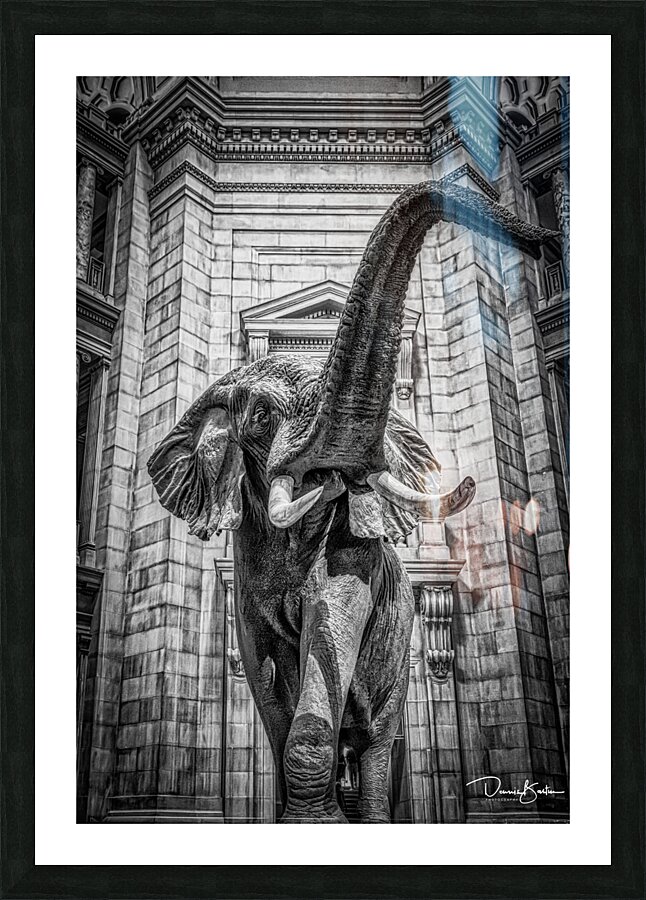 Smithsonian Elephant  1382 Picture Frame print