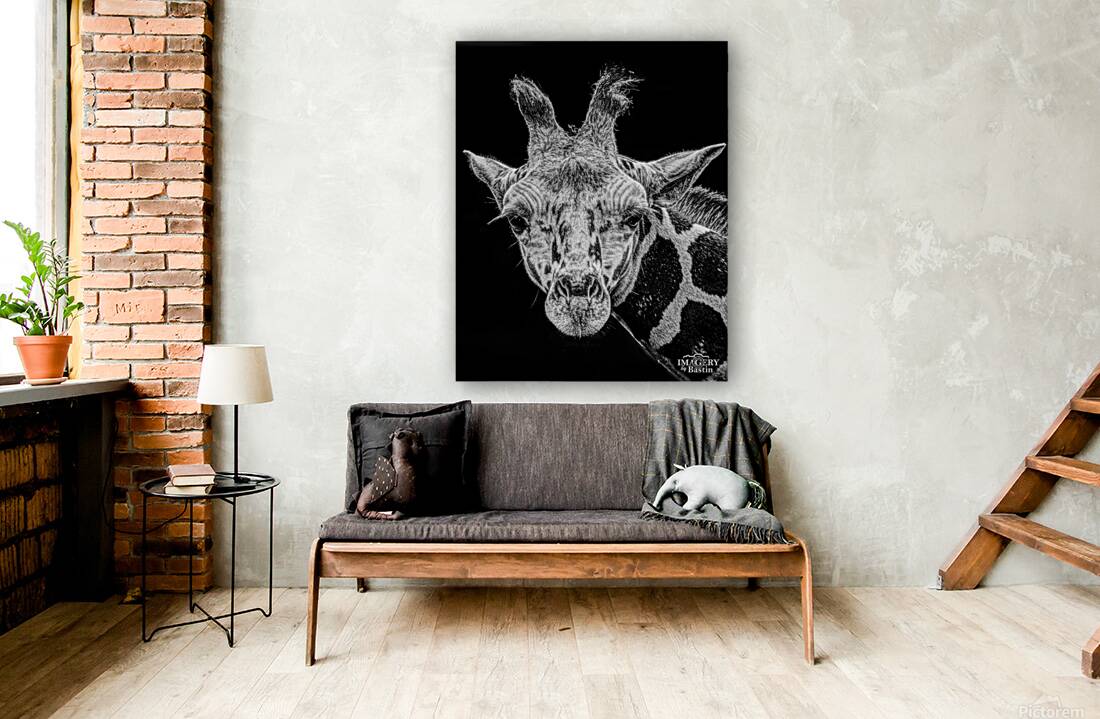 Giraffe BW Portrait  Reproduction