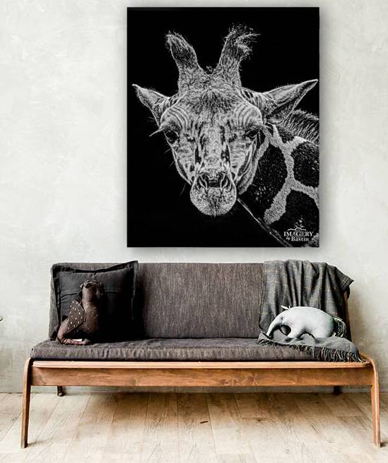 Giraffe BW Portrait  Reproduction